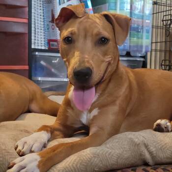Rhodesian Ridgeback and Carolina Dog Dogs Available for Adoption in Seguin, Texas - Ledy | PetCurious