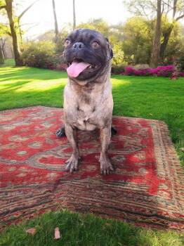 Rescue Pug Dogs for Adoption in Palm Desert, California - BEN | PetCurious