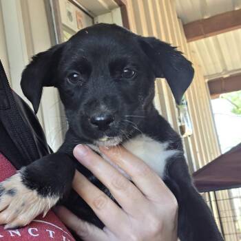 Barley -  German Shepherd Dog and Mixed Breed Dog Available for Adoption in Midland, Texas - Barley | PetCurious