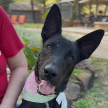 Rescue Australian Kelpie and Belgian Shepherd Malinois Dogs for Adoption in Houston, Texas - Knox | PetCurious