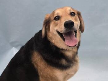 Timber -  German Shepherd Dog and Beagle Dog for Adoption in Minneapolis, Minnesota - Timber | PetCurious