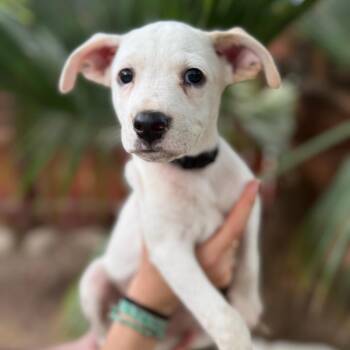 Lucky -  Terrier and Mixed Breed Dog for Adoption in San Diego, California - Lucky | PetCurious