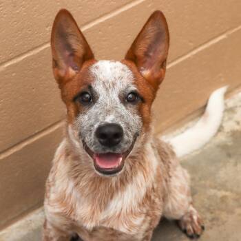 Woody -  Cattle Dog Dog for Adoption in Ojai, California - Woody | PetCurious