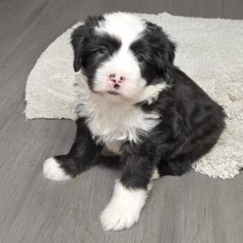 Terrier and Labrador Retriever Dogs Available for Adoption - Tootie | PetCurious