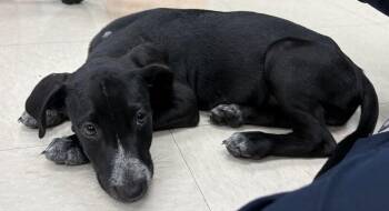 Fig -  Labrador Retriever and Mixed Breed Dog for Adoption in Park Row, Texas - Fig | PetCurious