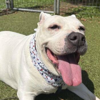 Rescue Mixed Breed Dogs for Adoption in Media, Pennsylvania - Princess Nova | PetCurious