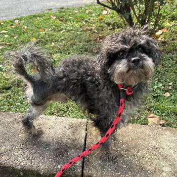 Rescue Poodle Dogs for Adoption in Huntington, New York - Pipsqueak | PetCurious