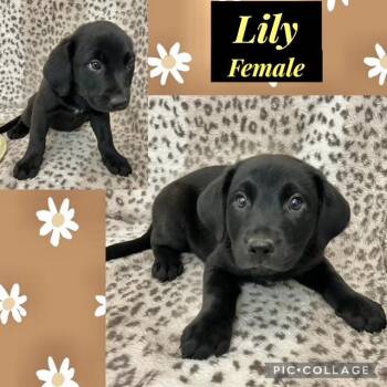 Labrador Retriever Dogs Available for Adoption in Manchester, Connecticut - Lily | PetCurious