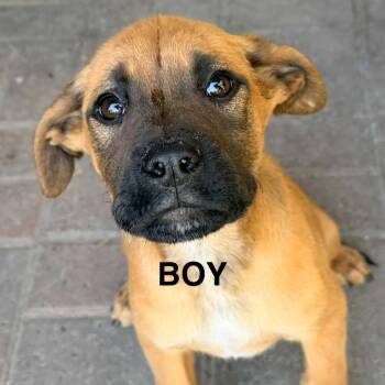Lemmy -  Mastiff and Mixed Breed Dog for Adoption in Tacoma, Washington - Lemmy | PetCurious