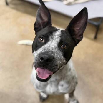 Ferdinand -  Australian Cattle Dog Blue Heeler and German Shorthaired Pointer Dog for Adoption in Bloomfield, Connecticut - Ferdinand | PetCurious