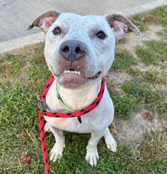 Rescue Pit Bull Terrier and Mixed Breed Dogs for Adoption in Valley View, Ohio - Dough | PetCurious