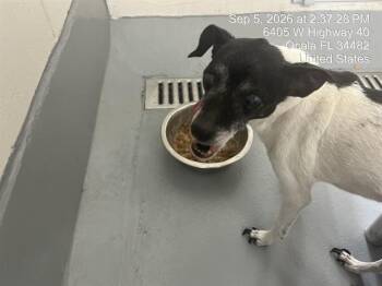 MOLLY MAE -  Chihuahua Dog for Adoption in Ocala, Florida - MOLLY MAE | PetCurious