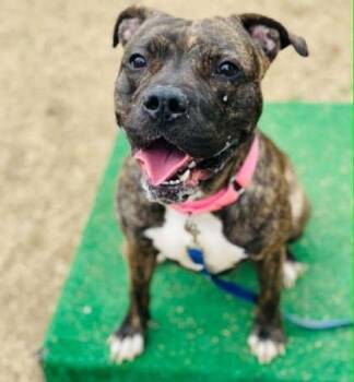 Mixed Breed Dogs Available for Adoption in West Chester, Pennsylvania - Laguna Luna | PetCurious