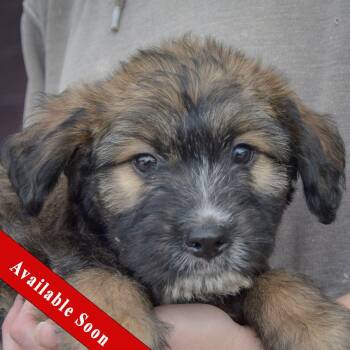 Guppy -  Poodle and Wirehaired Terrier Dog for Adoption in Huntley, Illinois - Guppy | PetCurious