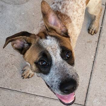 Rescue Cattle Dog Dogs for Adoption in Liverpool, Texas - Bo Jangles | PetCurious
