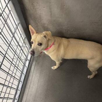 Mixed Breed Dogs Available for Adoption in Los Angeles, California - Poukah A2275261 | PetCurious