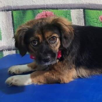 Rescue Tibetan Spaniel and Terrier Dogs for Adoption in Ridgefield, Washington - Ms. Fabulous Pauni | PetCurious