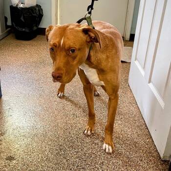 Labrador Retriever and Terrier Dogs Available for Adoption - Archer | PetCurious