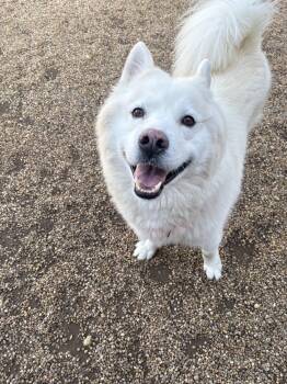 Whiteout -  Husky Dog for Adoption in Peconic, New York - Whiteout | PetCurious