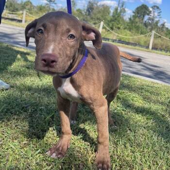 Goblin -  Pit Bull Terrier Dog for Adoption in Valdosta, Georgia - Goblin | PetCurious
