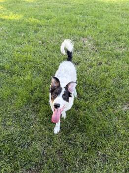 Rivet -  Border Collie Dog for Adoption in Salisbury, Maryland - Rivet | PetCurious