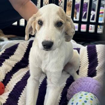 Catahoula Leopard Dog and Mixed Breed Dogs Available for Adoption - Boomer | PetCurious