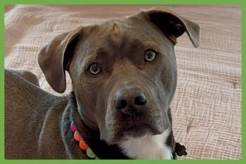 Rescue Labrador Retriever and Pit Bull Terrier Dogs for Adoption in Amherst, Massachusetts - Norman | PetCurious
