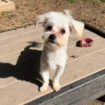 Yeti -  Maltese Dog for Adoption in West Chester, Pennsylvania - Yeti | PetCurious