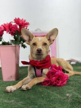 Tim-One of our Amazing Rescue Dogs -  Chihuahua and Italian Greyhound Dog for Adoption in Carlsbad, California - Tim-One Of Our Amazing Rescue Dogs | PetCurious