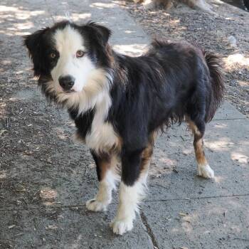 RIVIAN -  Border Collie and Australian Shepherd Dog for Adoption in Richmond, California - RIVIAN | PetCurious