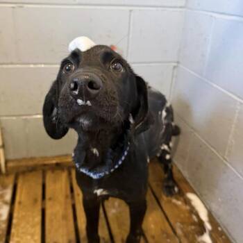 River -  Labrador Retriever and Mixed Breed Dog for Adoption in Pawling, New York - River | PetCurious