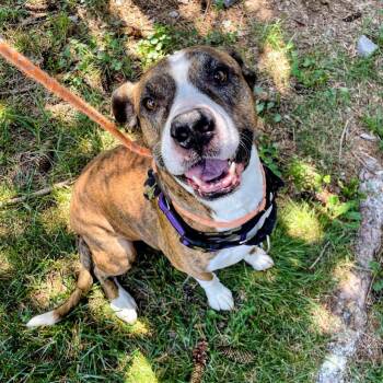 Chance -  Cane Corso and Boxer Dog for Adoption in Lyndhurst, Virginia - Chance | PetCurious