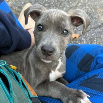 Rescue Pit Bull Terrier Dogs for Adoption in Nashville, Tennessee - Gems | PetCurious