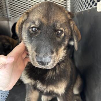 Husky and Shepherd Dogs Available for Adoption - Reef | PetCurious