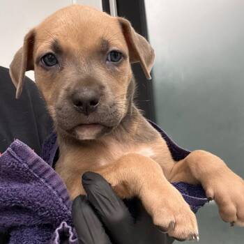 Wendy -  Terrier Dog for Adoption in Abilene, Texas - Wendy | PetCurious