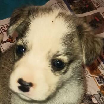 Rescue Labrador Retriever and Great Pyrenees Dogs for Adoption in Dallas, Texas - Marley Mae | PetCurious