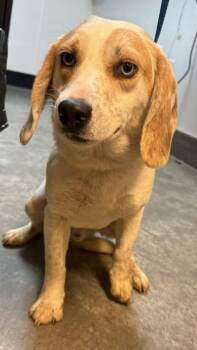 Beagle and Mixed Breed Dogs Available for Adoption in Bowling Green, Kentucky - Owen | PetCurious