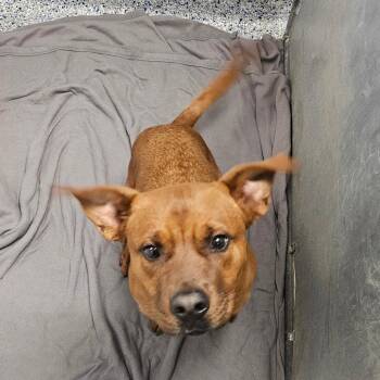 Boxer and American Staffordshire Terrier Dogs Available for Adoption - Bumper | PetCurious