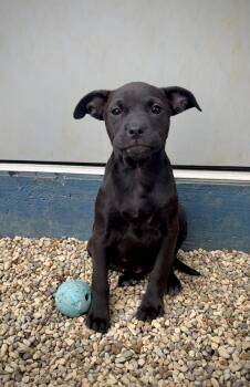 Terrier and Standard Schnauzer Dogs Available for Adoption in Kalamazoo, Michigan - Carabella | PetCurious