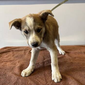 IVHS-Stray-139347 -  Shepherd Dog for Adoption in San Gabriel, California - IVHS-Stray-139347 | PetCurious