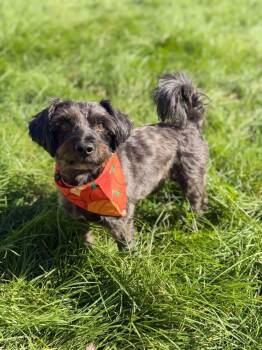 Jack -  Terrier and Mixed Breed Dog for Adoption in Decatur, Indiana - Jack | PetCurious