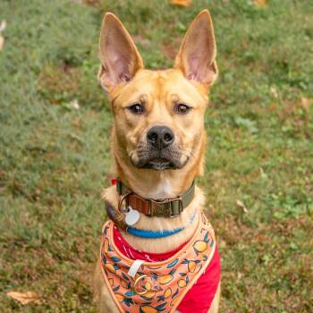 Rescue Akita and Labrador Retriever Dogs for Adoption in Saint Charles, Missouri - Ranger | PetCurious