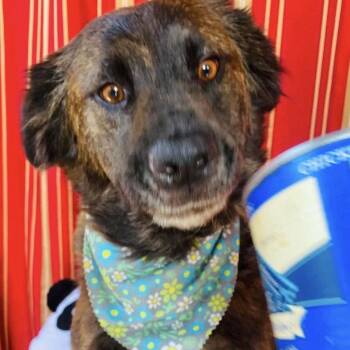 Dosa -  Shepherd Dog for Adoption in Fallbrook, California - Dosa | PetCurious