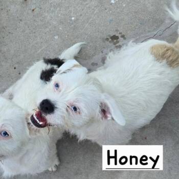 Honey -  French Bulldog and Terrier Dog for Adoption in St. Augustine, Florida - Honey | PetCurious