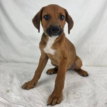 Frank - Local November 6-8 -  Black Mouth Cur Dog for Adoption in Brookshire, Texas - Frank - Local November 6-8 | PetCurious