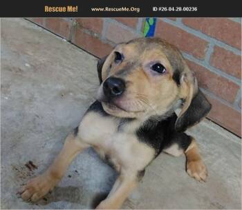 Beagle Dogs Available for Adoption in Evansville, Indiana - Todd | PetCurious