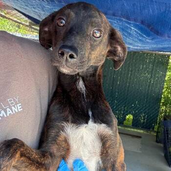 Mixed Breed Dogs Available for Adoption in Columbiana, Alabama - Dean | PetCurious