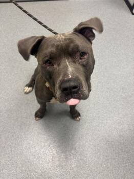 BOWLER -  American Staffordshire Terrier and Mixed Breed Dog for Adoption in Indianapolis, Indiana - BOWLER | PetCurious