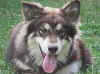 Alaskan Malamute Dogs Available for Adoption - ROMA | PetCurious