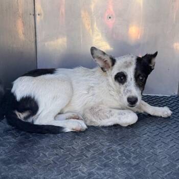 107328 -  Mixed Breed Dog for Adoption in Las Cruces, New Mexico - 107328 | PetCurious